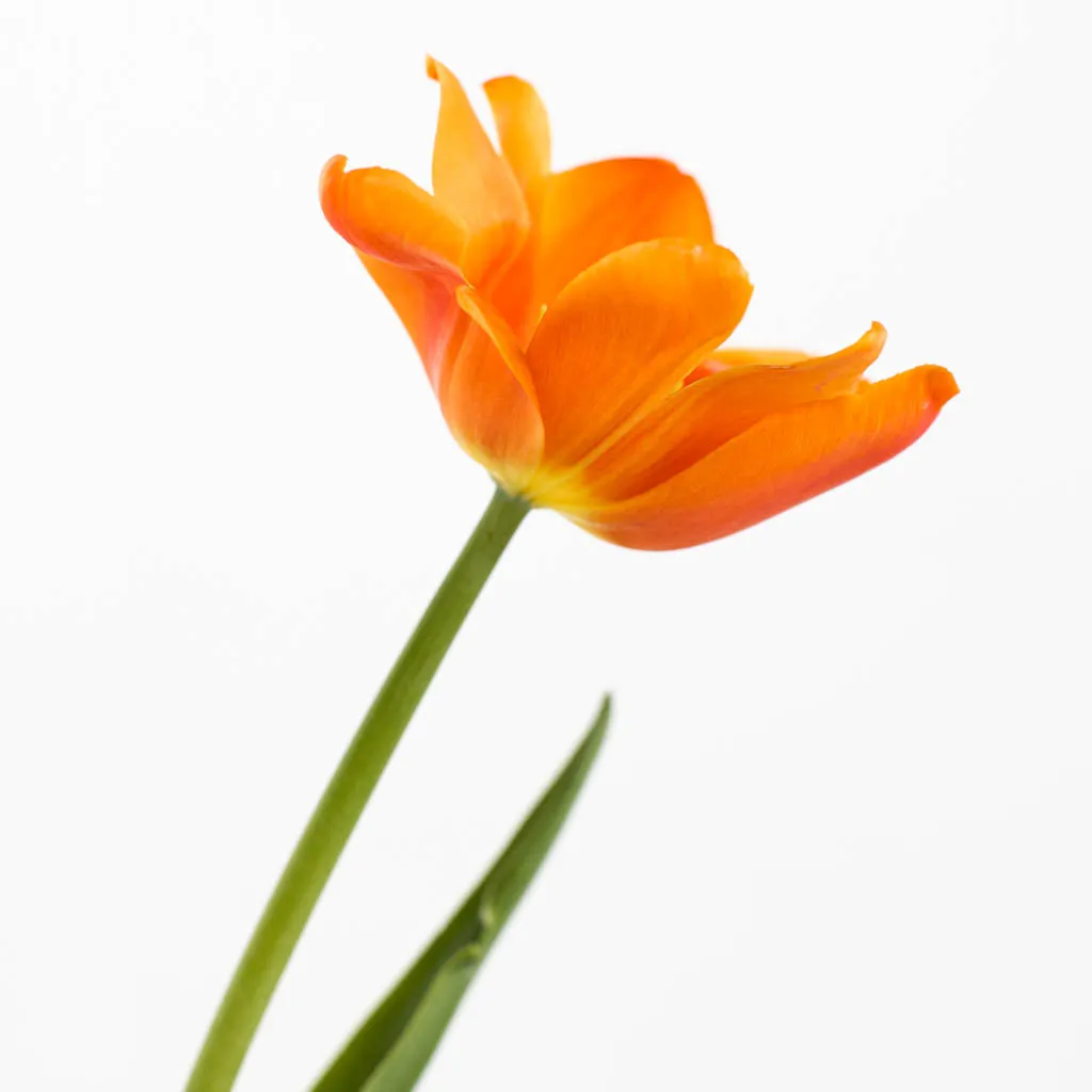 Orange Bulk Tulips
